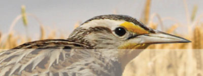 Close-up photo of brown and yellow bird