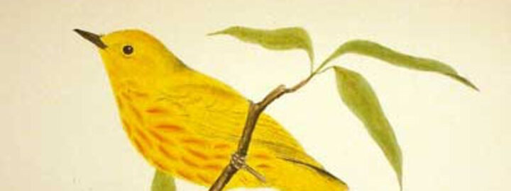 Promotional image for Birds of Nebraska.