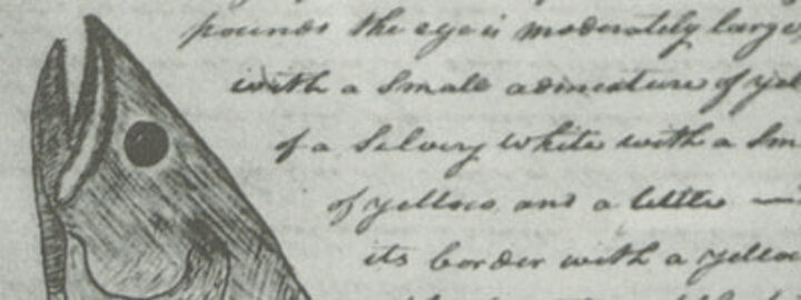 Promotional image for Journals of the Lewis and Clark Expedition.