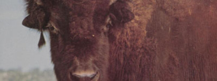 Promotional image for Nebraskaland Magazine.